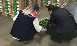 Çorlu'dan Hollanda'ya salatalık ihracatı