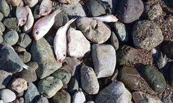 Datça'da çok sayıda ölü balık kıyıya vurdu