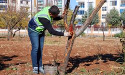 DBB özel yöntemlerle ağaçları tedavi ediyor