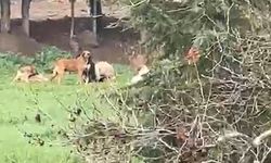 Derince'de başıboş köpek tepkisi: '30'a yakın köpek bir arada dolaşıyor'