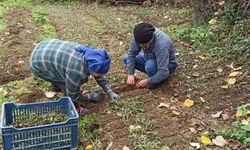 Devrek'te salep fidelerinin dikimine başlandı