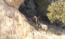 Diyarbakır'da koruma altındaki dağ keçileri görüntülendi