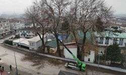 Düzce'de ağaçlara kış bakımı