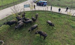 Düzce'de manda yetiştiriciliğine güçlü destek