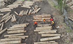 Düzce'den 22 bin 310,95 ton orman ürünü ihraç edildi