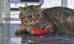 Düzce'den bin 384,795 ton kedi köpek maması ihraç edildi