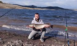 (Düzeltme) Sındırgı'da dev turna balığı yakalandı