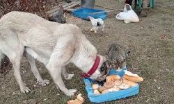Ekmek kavgası bitti, kedi ve köpekler dost oldu