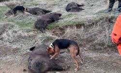 Elazığ'da avcılar sürü halinde domuz avladı