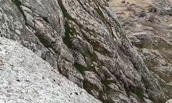 Elazığ'da dağ keçileri sürü halinde görüldü