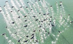 Elazığ'da soğuk havada doğanın sessiz misafirleri kara bataklar