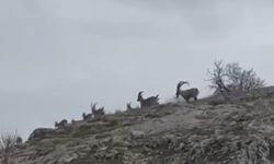 Elazığ'da yaban keçileri sürü halinde görüntülendi