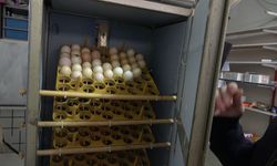 Elektrik mühendisi atık malzemelerden kuluçka makinesi yaptı