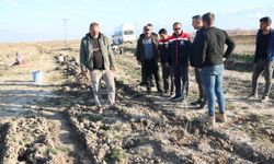 Erzincan'da 111 bin tuz çalısı toprakla buluşturuldu