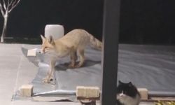 Erzincan'da kedilerin mamasına göz diken tilki kedinin saldırısına uğradı