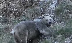 Erzincan'da kış uykusuna hazırlanan iki ayı görüntülendi