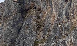 Erzincan'da mahsur kalan keçiler için JAK ve AFAD seferber oldu