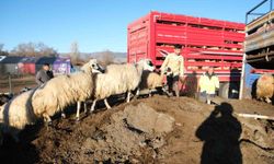 Erzincan'da soğuk hava nedeniyle sürüler yayladan indirildi