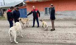 Erzincan'da sokak köpeklerine kuduz aşısı