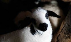 Erzincan'da yılın son kuzuları üreticilerin yüzünü güldürdü