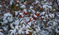 Erzurum güne karla başladı