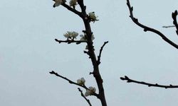 Eskişehir'de kayısı ağacı Aralık ayında çiçek açtı