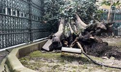 Eyüp Sultan Camii avlusundaki ağaç devrildi