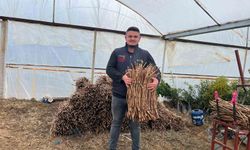 Genç kardeşlerden Sarıgöl ekonomisine 700 bin fidan hamlesi