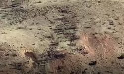 Gercüşlü çiftçilerin domuz tedirginliği