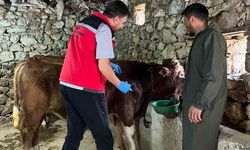 Giresun'da 450 binden fazla hayvan aşılandı