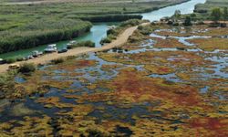 Gökçe Sulak alanı yeniden canlanıyor