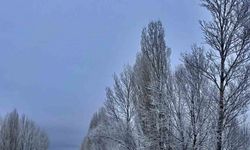 Gökçedere'de kar yağışı sonrası ağaçlar beyaz örtüyle kaplandı
