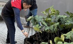 Gömeç'te incir üretimini artıracak adım, 499 sertifikalı fidan dağıtıldı