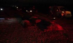 Hafif ticari araç sürüye daldı, 10'dan fazla koyun telef oldu