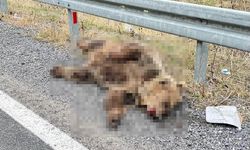 Hakkari'de aracın çarptığı ayı telef oldu