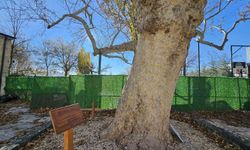 Harput'un 3 asırlık çınarı yıllara meydan okuyor