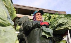 Hasadın yükünü kadınlar taşıyor: Yağmur, çamur demeden bin bir zorluklarla çalışıyorlar