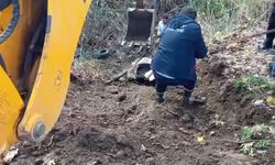 Hatay'da dereye düşen inek itfaiye ekipleri tarafından kurtarıldı