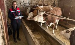 Hibe desteğiyle hayvancılık yapan besicilere yönelik denetim