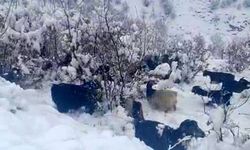 Hizan'da kar yağışı, sürüyü hazırlıksız yakaladı