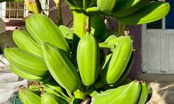 İnat etti, 70 rakımda muz hasadı yaptı