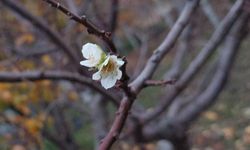 İnatçı erik soğukta çiçek açtı