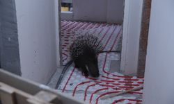 İncirliova'da ekiplerin dikkati nesli tehlikedeki oklu kirpiyi kurtardı