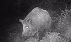 Kahramanmaraşlı doğa tutkunu genç fotokapanla yaban hayatını görüntülüyor