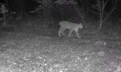 Karabük'te vaşak ve yavrusu ile kurt, fotokapana yansıdı