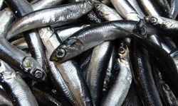 Karadeniz'de hamsi bolluğu sürüyor, mezgit ise birkaç gündür görünmüyor