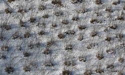 Karadeniz'deki kar yağışı, fındık ve diğer tarım ürünlerine yaradı