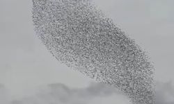 Karapınar'da sığırcık kuşları görsel şölen oluşturdu