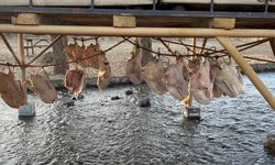 Kars kazı geleneksel yöntemlerle kurutuluyor: Kış sofralarının vazgeçilmezi hazırlanıyor