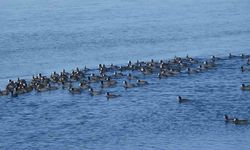 Kars'ın 'Yerli Penguenleri' görev başında